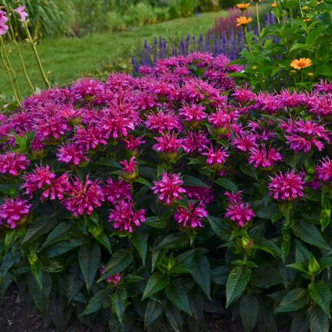 Monarda didyma 'Pardon My Purple' PP22170 CPBR5101 | Walters Gardens, Inc. Monarda Didyma, Bee Balm Plant, Proven Winners Perennials, Short Plants, Sun Perennials, Bee Balm, Garden Help, Plant Spacing, How To Attract Hummingbirds