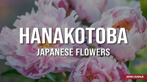 In Japan, each flower has its own meaning. Discover the secret language of 10 Japanese flowers: cherry blossom, chrysanthemum, iris, white lotus... Chinese Cherry Blossom, Flowers Cherry Blossom, Lotus Flower Meaning, Chrysanthemum Bouquet, Iris White, Zen Philosophy, Red Lotus, Buddhist Philosophy, Secret Language