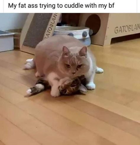 Fat Memes, Funny Girlfriend Memes, Fat Animals, Couple Memes, Pretty Meme, True Memes, Girlfriend Humor, Girl Memes, Memes Hilarious