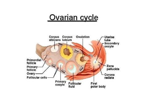 Monthly ovarian cycle, Corpus luteum and menstrual cycle phases, function and hormones Ovarian Cycle, Cycle Phases, Menstrual Cycle Phases, Anterior Pituitary, Follicle Stimulating Hormone, Corpus Luteum, Hormone Support, Pituitary Gland, Female Reproductive System