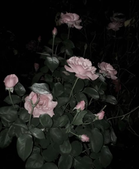 Dark Flower Field, Flower Dark Aesthetic, Emo Flowers, Dark Flower Aesthetic, Theo Nott, Melody Wallpaper, Rose Dark, My Melody Wallpaper, Dark Flowers