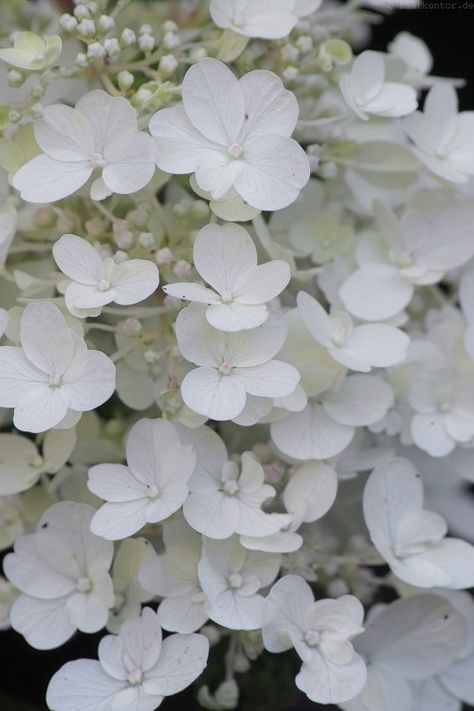 saatkontor:  Hortensie / Hydrangea (Hydrangea) White Hydrangea Aesthetic, Infj Aesthetic, Hydrangea Aesthetic, Flowers For Algernon, Colour Aesthetic, Cabin Cottage, White Willow, Cherry Blossom Art, White Florals