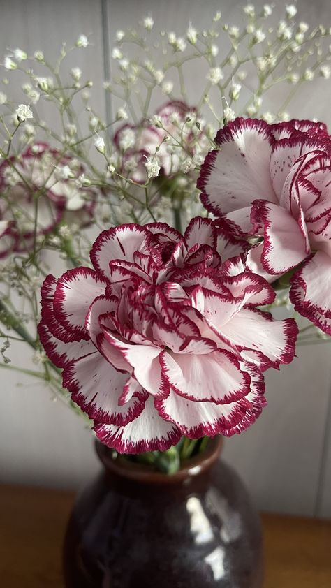 Carnations Aesthetic, Carnation Flower Arrangements, Carnations Flower, Carnation Bouquet, Carnation Flowers, Aesthetic Objects, Red Carnation, Carnation Flower, Beautiful Bouquet Of Flowers