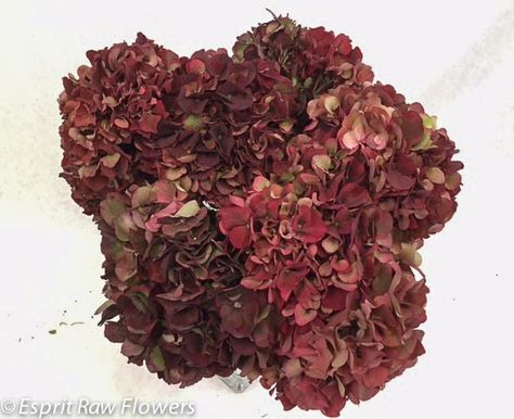 Hydrangea dark red antique Dark Hydrangea Bouquet, Dark Hydrangea, Antique Hydrangea, Flower Reference, Single Flowers, Red Hydrangea, Flower Gallery, March Wedding, Dried Hydrangeas