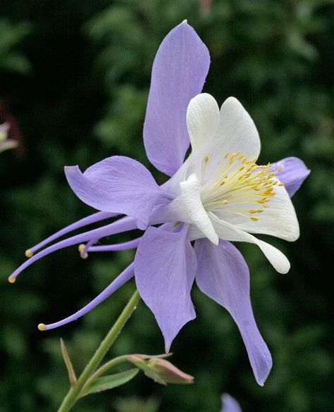 Bosy on Twitter: "Beautiful 💜… " Columbine Flower, Unusual Flowers, Purple And White, Exotic Flowers, Flower Beauty, Beautiful Blooms, Rocky Mountain, Dream Garden, Flower Pictures