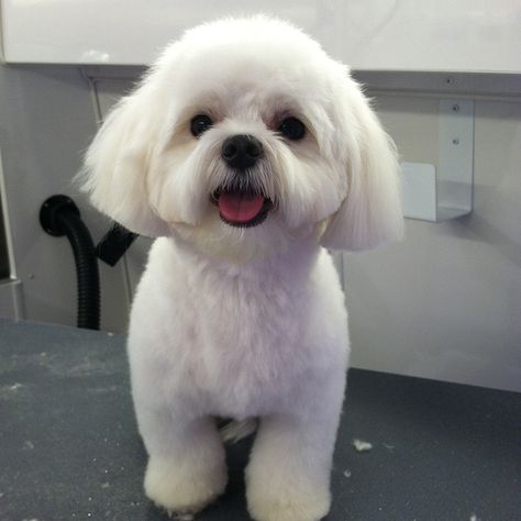 Hair Cuts Styles, Maltese Dogs Haircuts, Maltipoo Haircuts, Maltese Haircut, Puppy Haircut, Maltipoo Dog, Dog Grooming Styles, Poodle Cuts, Dog Haircuts