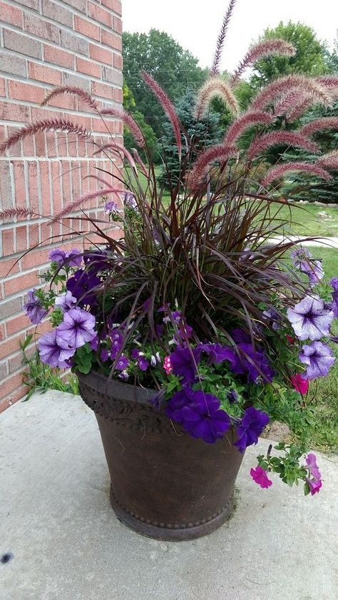 Here are some of the Best Types of Fountain Grasses for Containers that can add a fantastic appeal to your home or garden! Purple Flowers In Pots, Purple Fountain Grass In Pots, Tall Container Planting Ideas, Fountain Grass In Pots, Purple Fountain Grass Landscape, Purple Fountain Grass Container, Bank Landscaping, Patio Flower Pots, Diy Container Gardening