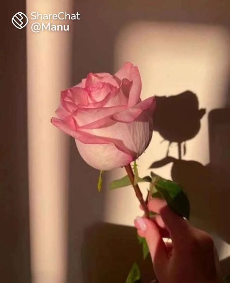 #pinkroses #flowerphotography Flower Profile, 1k Followers Background Editing, Hand Holding Rose, Alphabet Letters Design, Pastel Sky, Muslim Women Fashion, Nothing But Flowers, Pink Rose Flower, Pastel Pink Aesthetic