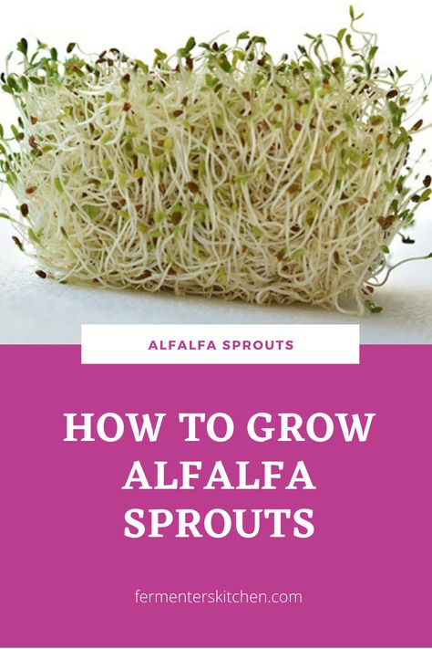 Step-By-Step Guide To Sprouting Alfalfa Seeds In A Jar Grow Alfalfa Sprouts, Alfalfa Sprouts, Sprouting Seeds, Fermented Vegetables, Backyard Vegetable Gardens, Health Ideas, Vegetable Gardens, Bean Sprouts, Diet Help