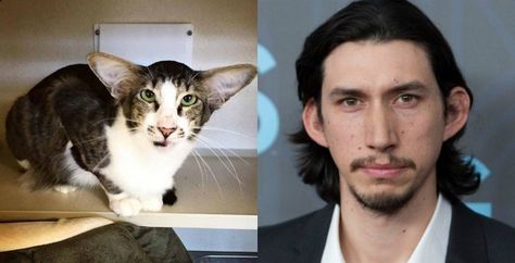 This cat looks exactly like Adam Driver and the internet is going nuts Adam Driver Cat, Celebrity Doppelganger, Ron Perlman, Adrien Brody, Hipster Cat, Taylor Lautner, Peyton Manning, Richard Branson, John Travolta