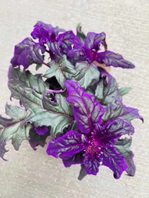 Gynura Aurantiaca, Rare Houseplants, Purple Passion Plant, Goth Garden, Purple Leaves, Fairy Garden Designs, Purple Plants, Black Garden, Purple Gift