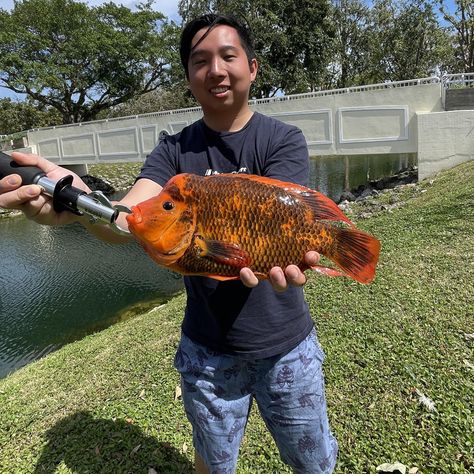 Midas cichlid from the canals around Miami Midas Cichlid, Miami, Fishing