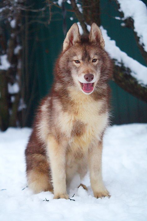 Sable Husky, Agouti Siberian Husky, Agouti Husky, Siberian Dog, Unique Dog Breeds, Dog Anatomy, Pretty Dogs, Pretty Animals, Prehistoric Animals