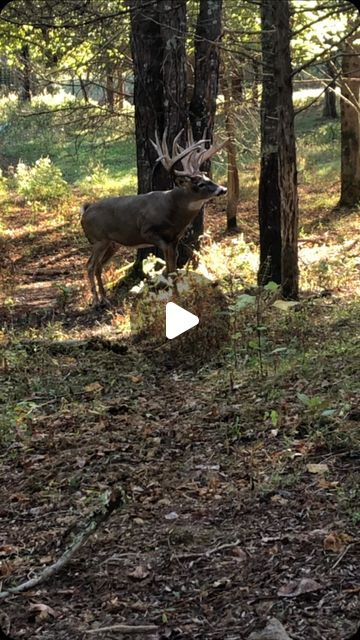 21K likes, 519 comments - samsonsmountain on May 15, 2024: "Bull 618-771-3992". Funny Deer Pictures, Deer Hunting Videos, Big Whitetail Bucks, Show Goats, Whitetail Deer Hunting, Big Deer, Deer Hunting Tips, Funny Deer, Deer Mounts