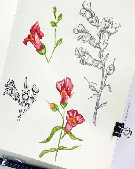 Snap Dragon Flowers Drawing, Flower Study Sketch, How To Draw Snapdragons, Snapdragon Sketch, Snapdragon Embroidery, Dragonsnap Flower, Snapdragon Drawing Simple, Snapdragon Drawing, Snapdragon Flowers Tattoo