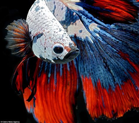 Spectacular photographs: With long flowing fins and brilliant colours, this striking photograph shows the elegant Siamese fighting fish in a... Siamese Fish, Ikan Air Tawar, Salt Water Fishing, Beta Fish, Carpe Koi, Animal Illustrations, Exotic Fish, Beautiful Fish, Aquascaping