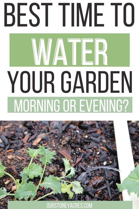 This garden watering guide will help you learn the best time to water vegetable garden. You will also know the best time of day to water garden and how often should I water my garden? A lot of beginner gardeners also struggle with how much to water vegetable garden. This complete guide will have you watering your garden like a pro. Find more watering garden ideas, watering garden hacks, and gardening ideas. Watering The Garden, How Often To Water Vegetable Garden, When To Water Vegetable Garden, Watering Garden, Watering Ideas For Garden, Watering Garden Ideas, Garden Watering, Garden Watering Schedule, Water Garden Plants