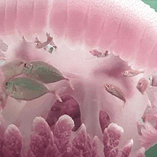 Fish Stimboard, Ocean Stimboard, Jellyfish Gif, Fish Gif, Princess Jellyfish, Pink Fish, Water Nymphs, Pink Ocean, Mermaids And Mermen