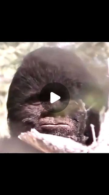 Maximum Fear on Instagram: "*CLEAREST FOOTAGE* Bigfoot Creature Caught on Trail Camera #reels #reelsinstagram #scary #scarystories #bigfoot #bigfootsighting #skinwalker #creature #cryptid #caughtoncamera #scaryvideos #disturbing #cryptids #trailcam #trailcamera" Scary Old Pictures, Real Bigfoot Pictures, Real Bigfoot, Bigfoot Pictures, Skin Walker, Bigfoot Sightings, Scary Gif, Trail Camera, Sequoia National Park