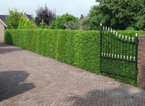 Buy Western Red Cedar Hedging | Thuja Hedge Plants | Arbor Vitae Hedges Thuja Hedge, Cedar Hedge, Thuja Plicata, Beech Hedge, Artificial Hedges, Evergreen Hedge, Garden Hedges, Hedging Plants, Green Fence