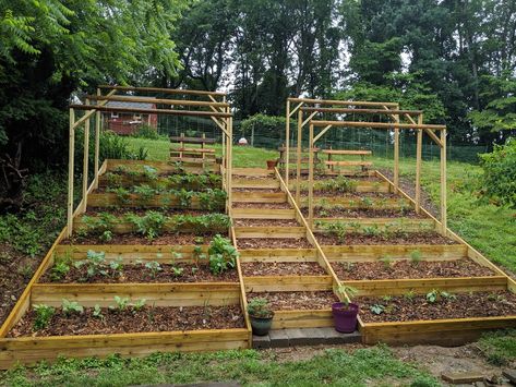 Terraced Vegetable Garden, Terraced Garden, Sloped Backyard Landscaping, Hillside Garden, Sloped Backyard, Vegetable Garden Planning, Tiered Garden, Hillside Landscaping, Garden On A Hill