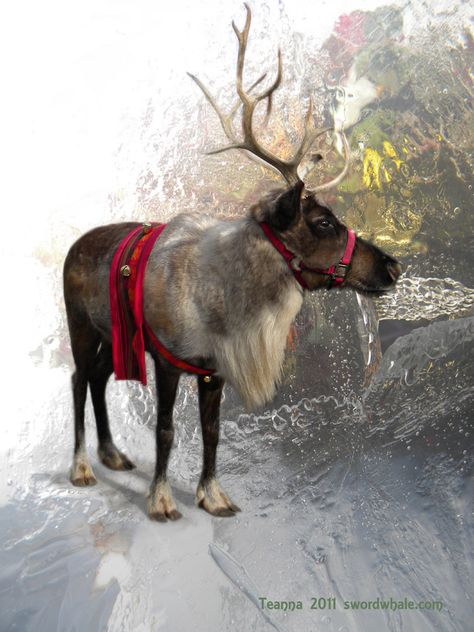 there are often opportunities to go get a pic of real reindeer... that and some Photoshop, phun Caribou Animal, Real Reindeer, Pets Stuff, Reindeer Games, Christmas Flowers, Santa Clause, Christmas Makes, Animal Photos, Christmas Deer