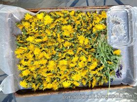 Pyramidcult Studios | Blog: Wild Dandelions: How to harvest and dry flowers for herbal tea. Dandelion Tea Recipe, Dandelion Uses, Dandelion Oil, Tea Blends Recipes, Dandelion Plant, Dandelion Tea, Edible Wild Plants, Herbal Teas Recipes, Herbal Recipes