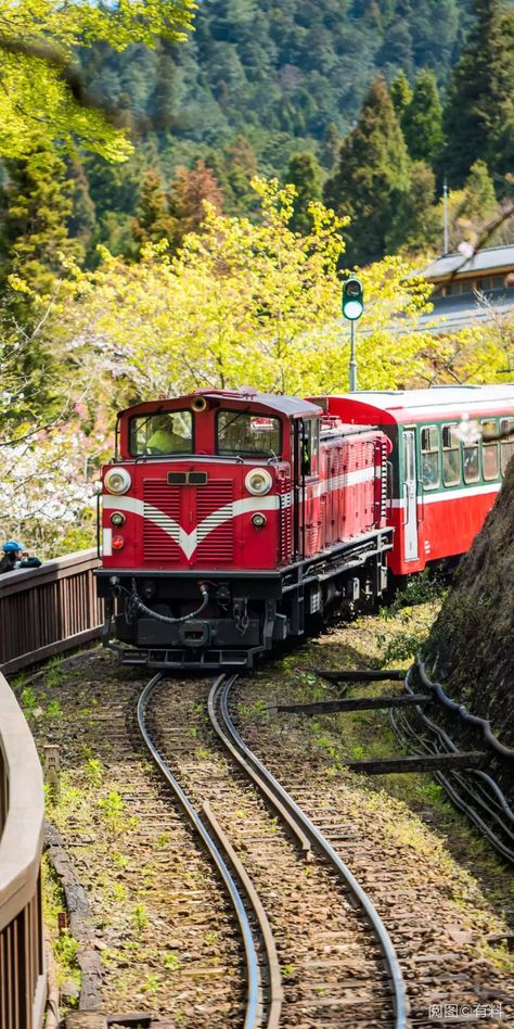 Alishan Taiwan, Railway Line, Garden Railway, Scenic Train Rides, Sacred Tree, Train Photography, Train Pictures, Train Journey, Pinterest Photos