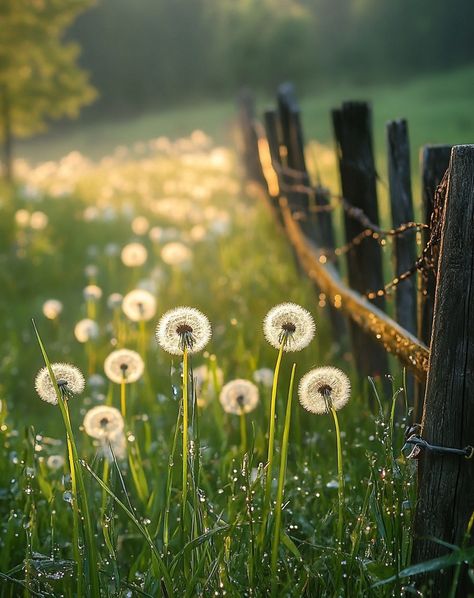 Dandelions bathed in the first gentle rays of sunshine #Dandelions #Dandelionsinmeadow #meadowsunrise Dandelions Aesthetic, Dandelions Flower, Dandelion Art, Rays Of Sunshine, Dandelion Flower, Anime Pics, Delphinium, Lily Of The Valley, Dandy