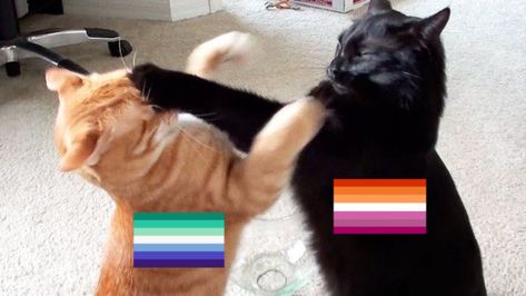 Gay Poses, Nonbinary Flag, Lgbt Humor, Gay Outfit, Lgbtq Funny, Cat Couple, Lgbtq Flags, Lesbian Flag, Gay Memes