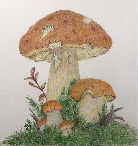 Color Pencil Sketch, Mushroom Drawing, Mushroom Art, Color Pencil Drawing, Realistic Art, Color Pencil, Colored Pencil, Pencil Sketch, Pencil Drawing