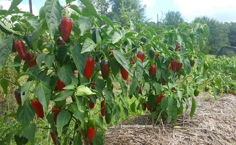 jalapeno plants loaded with jalapenos turning from green to red How To Grow Jalapenos, Grow Jalapenos, Growing Jalapenos, Jalapeno Plant, Growing Bell Peppers, Red Jalapeno, Jalapeno Pepper, Chipotle Peppers, Capsicum Annuum