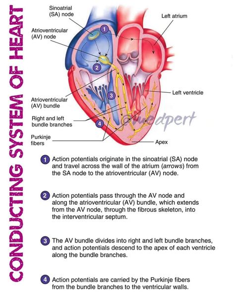 Conducting System Of Heart, Paramedic Notes, Paramedic Study, Medical Heart, Ultrasound Sonography, Paramedic School, Doctor Stuff, Nursing School Essential, Note Taking Tips