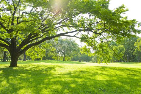 What Is the Best Grass Seed for Shade? | Hunker Augustine Sycamore, Shade Tolerant Grass, St Augustine Grass, Best Grass Seed, Drinking Green Tea, Grass Species, Lawn Food, Shade Grass, Fireworks Pictures