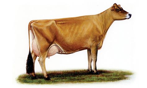 American Jersey Cattle Association and National All-Jersey Inc ... Jersey Cattle, Guernsey Cow, Breeds Of Cows, Milk Products, Jersey Cow, Dairy Cattle, Future Farms, Dairy Cows, Cow Art