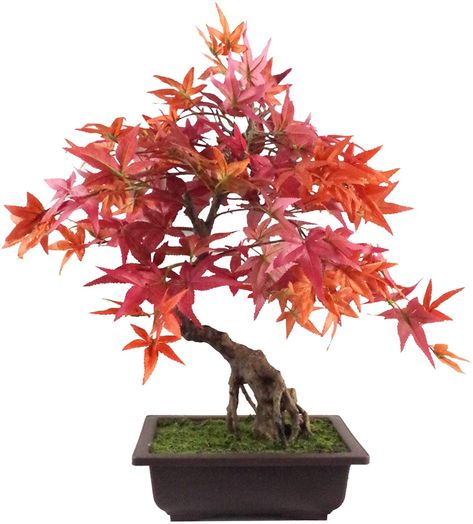 Leaf Artificial Tree, Red Maple Bonsai, 50cm : Amazon.co.uk: Home & Kitchen Red Maple Bonsai, Artificial Bonsai Tree, Mini Palm Tree, Maple Bonsai, Plastic Planter, Artificial Topiary, Plastic Planters, Red Maple, Bonsai Plants