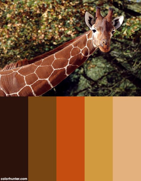 Zoo Color Palette, Zoo Games, Giraffe Colors, Camouflage Colors, Color Pallets, Colour Palette, Trinidad, Design Inspo, Color Palettes