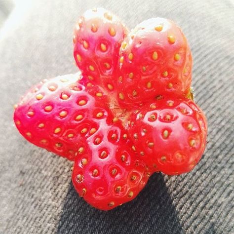 Star shaped strawberry Star Shape, Strawberries, Bulgaria, Instagram Photos, Photo And Video, Collage, Instagram Photo, Stars, Pins