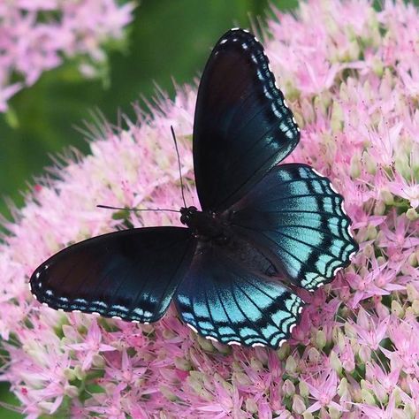 Red Spotted Purple Butterfly Tattoo, Red Spotted Purple Butterfly, Purple Butterfly Tattoo, Aesthetic Material, Purple Butterfly, Blue Butterfly, My Garden, Butterfly Tattoo, Quilt Ideas