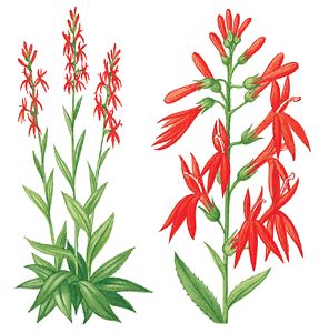 cardinal flower Cardinal Hydrangea Tattoo, Cardinal Flower Drawing, Red Cardinal Flower, Calluna Vulgaris Tattoo, Carnation Botanical Illustration, Bio Illustration, Chemistry Project, Willow Flower, Lobelia Cardinalis