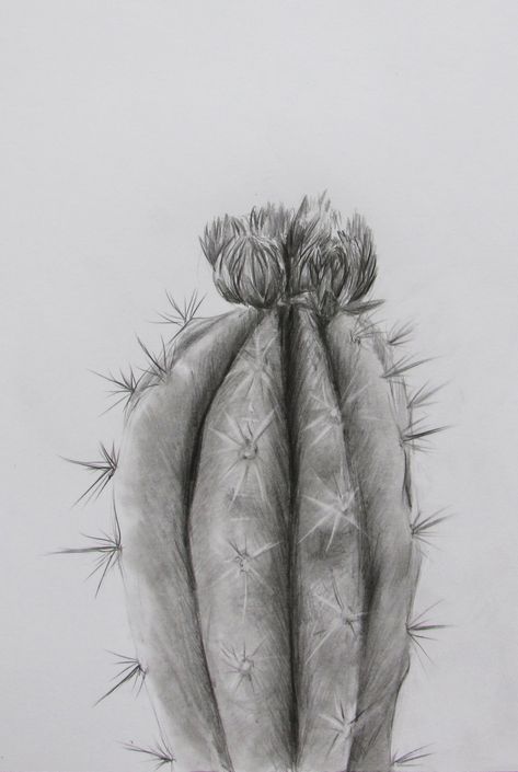 Cactus Flower Pencil Sketch & Drawing JPG #pencil #sketch #jpg #drawing #art Cactus Drawing Pencil, Realistic Cactus Drawing, Plants Drawing Pencil, Plant Sketch Pencil, Cactus Flower Drawing, Draw A Cactus, Cactus Sketch, Pencil Plant, Plant Sketches