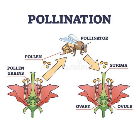 Plant Reproduction Activities, Pollination Diagram, Pollination Worksheet, Diagram Of A Flower, Bee Diagram, Rose Outline Drawing, Animated Bee, Plant Reproduction, Flower Reproduction