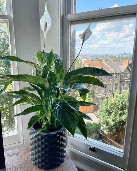 8 Things You Should Do When Growing Plants In Low Light Plants In Low Light, Small House Garden, Lily Plant, Peace Lily Plant, House Balcony, Herb Garden Design, Vertical Garden Diy, Houseplants Indoor, Garden Guide