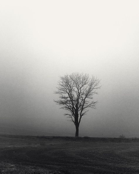 Second Crop Creative on Instagram: “..the tree stands alone...” Standing Alone, Tree Stand, Photography, Instagram