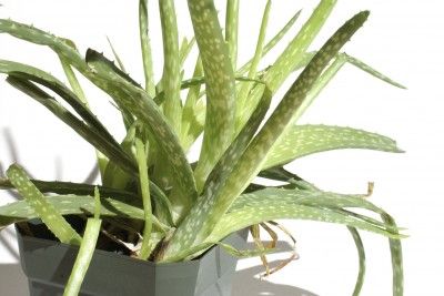 Can You Split An Aloe Plant: Tips For Dividing Aloe Plants - Aloe, from which we get an excellent burn ointment, is a succulent plant. Succulents and cacti are remarkably forgivable and quite easy to propagate. Aloe plants produce offsets, also known as pups, as part of their growth cycle. Dividing aloe plants away from the parent produces a whole new aloe to enjoy. Here is a brief tutorial on how to divide aloe plants. Aloe Plant Care, Growing Aloe Vera, Aloe Vera Care, Aloe Plants, Plant Tips, Making Plant Pots, Plant Benefits, Propagating Succulents, Hanging Succulents