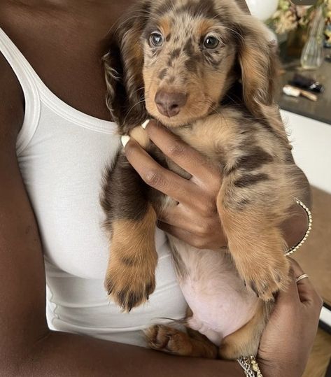 February Mood, Dapple Dachshund, Hapkido, Dachshund Puppies, Dachshund Puppy, Weiner Dog, Wiener Dog, Sausage Dog, A Puppy