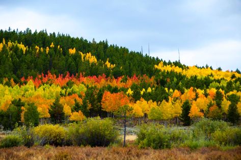 How to Enjoy Fall in Flaming Gorge Flaming Gorge, Kokanee Salmon, Rock Springs, Elk Hunting, Brown Trout, Green River, Mule Deer, People Fall In Love, Scenic Byway