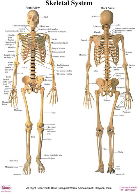 Dbios Digitally Printed Human Front & Back Skeletal System Poster Wall Charts : Amazon.co.uk Skeletal System Drawing, Skeletal System Poster, Skeletal System Anatomy, Muscular System Anatomy, Skeleton System, Human Skeletal System, Human Body Structure, Vertebral Column, Medical Drawings