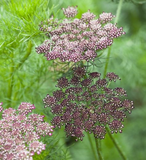 Image Vintage Bouquet Wedding, Wedding Burgundy, Purple Wedding Bouquets, Daucus Carota, Cut Flower Garden, Have Inspiration, Wedding Vintage, Purple Colour, Queen Annes Lace