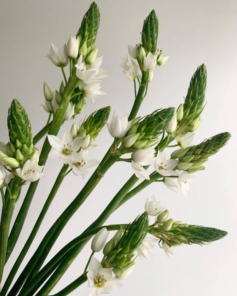 This flower just gives and gives. As the bottom florets fade, the top bloom! Singular Flower, Flower Games, Long Stem Flowers, Aisle Flowers, Plants Are Friends, Memorial Flowers, Flower Arrangements Simple, Star Of Bethlehem, Beautiful Flower Arrangements